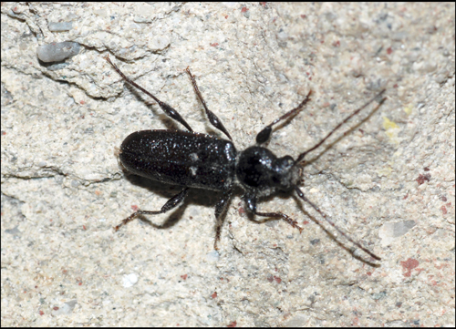 coleottero nero come il carbon: Hylotrupes bajulus